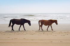 Thing To Do Outer Banks Tours