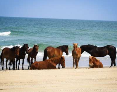 Wild Horses of Corolla