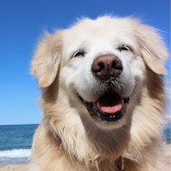 Outer Banks Dog-friendly Vacations