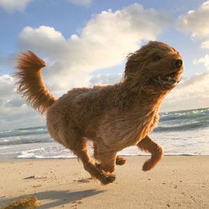 Southern Shores Pet Friendly Rentals